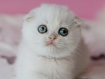 Scottish Infinite - Scottish Fold - Gallery Photo #1
