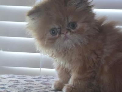 Birthday - Persian - Gallery Photo #1