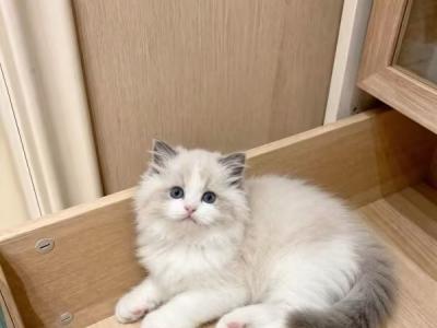 Justin - Ragdoll - Gallery Photo #1