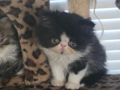 September - Persian - Gallery Photo #1