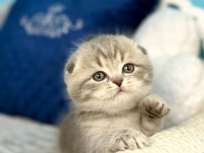 Scottish Junior - Scottish Fold - Gallery Photo #1