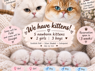Luna Litter - Scottish Fold - Gallery Photo #1