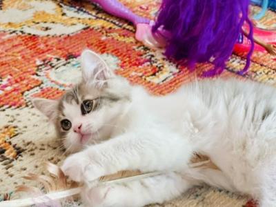 CottonCandy Dollface Persian - Persian - Gallery Photo #1