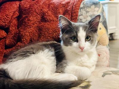 Blue Boy - Domestic - Gallery Photo #1