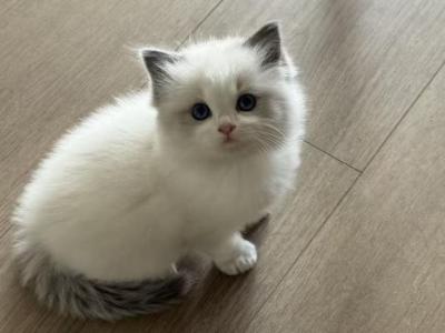 Lucy - Ragdoll - Gallery Photo #1
