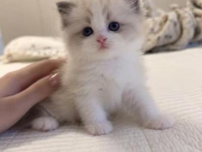 Bob - Ragdoll - Gallery Photo #1