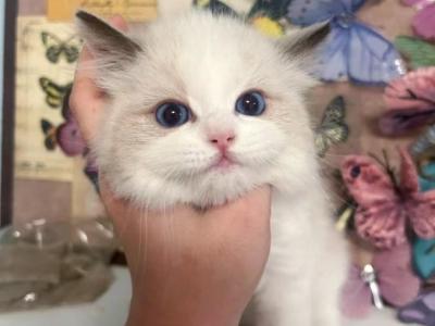 Alen - Ragdoll - Gallery Photo #1