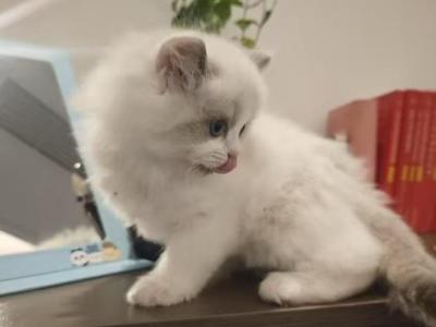 Tom - Ragdoll - Gallery Photo #1