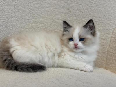 Bueatiful Ragdoll Boy - Ragdoll - Gallery Photo #1