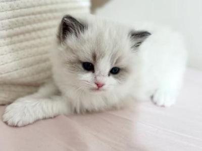 MiMi - Ragdoll - Gallery Photo #1