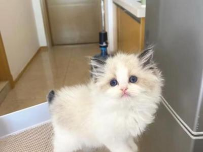 Cici - Ragdoll - Gallery Photo #1