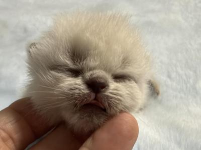 Himalayan - Himalayan - Gallery Photo #1