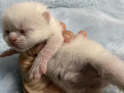 Persian White Kittens - Persian - Gallery Photo #1