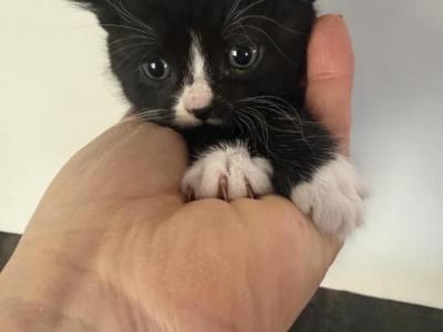 Oreo - Scottish Straight - Gallery Photo #1