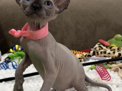 Azule's - Sphynx - Gallery Photo #1