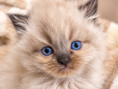 Doll Face Lynx Tufted Himalayan Kittens - Himalayan - Gallery Photo #1