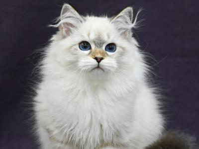 Karat - Siberian - Gallery Photo #1
