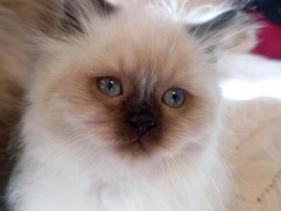 Oni - Ragdoll - Gallery Photo #1
