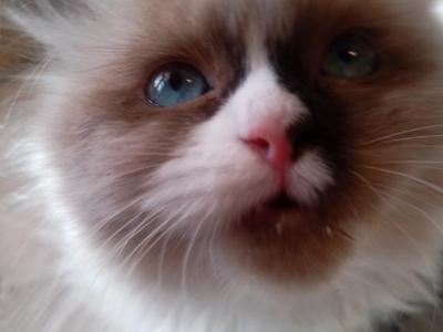 Umi - Ragdoll - Gallery Photo #1