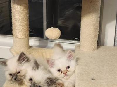 Persian Himalayan - Persian - Gallery Photo #1