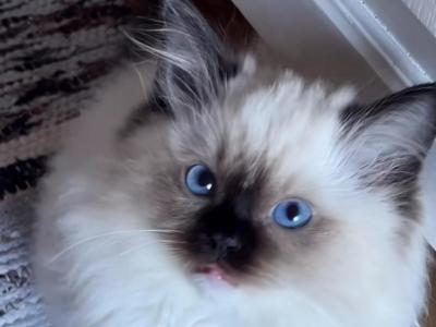 Ragdoll Male - Ragdoll - Gallery Photo #1