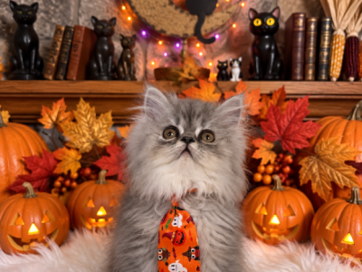 Teddy - Persian - Gallery Photo #1