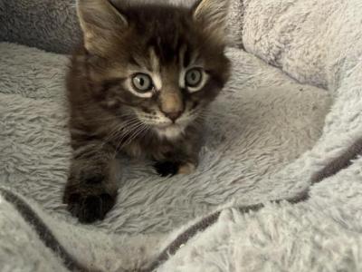 Casey - Maine Coon - Gallery Photo #1