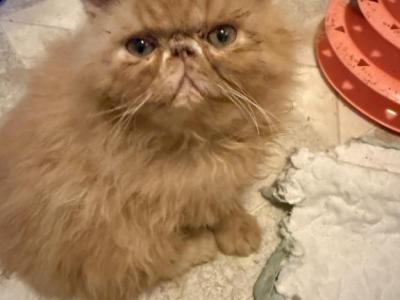 CFA Registered Red Male Persian - Persian - Gallery Photo #1