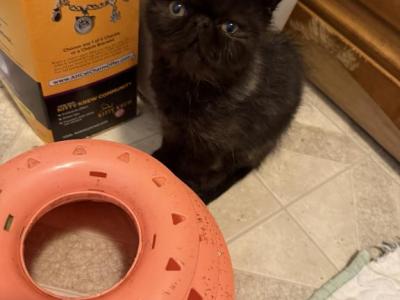 CFA Black Persian - Persian - Gallery Photo #1