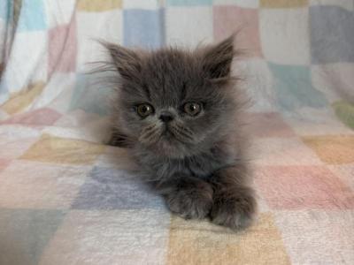 Barry - Persian - Gallery Photo #1