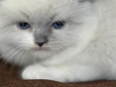 Ragdoll Kitties - Ragdoll - Gallery Photo #1
