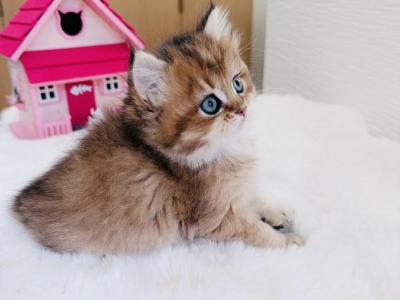 Charlie - British Shorthair - Gallery Photo #1