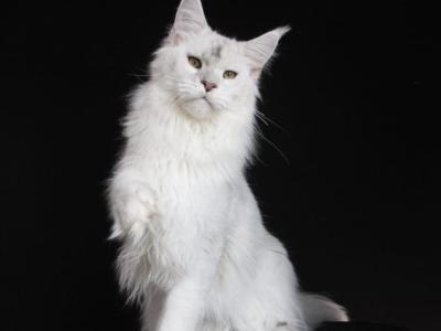 Komrad - Maine Coon - Gallery Photo #1