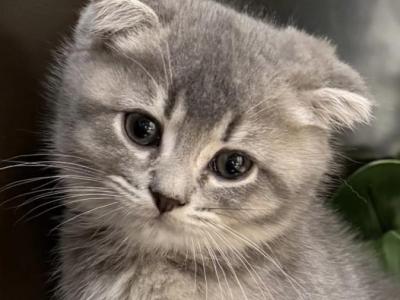 Muffin - Scottish Fold - Gallery Photo #1