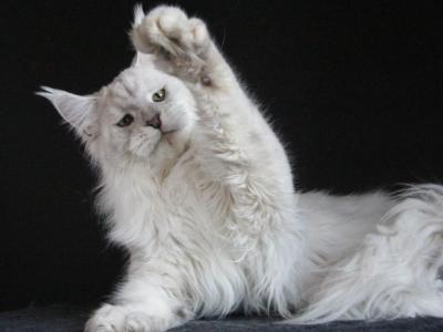 Kefir - Maine Coon - Gallery Photo #1