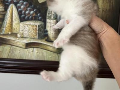 Tiger - Ragdoll - Gallery Photo #1
