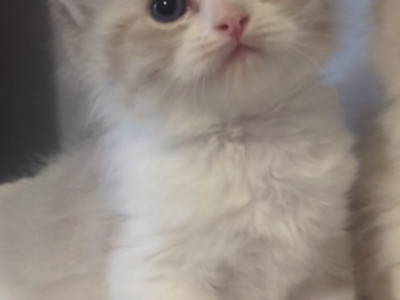 Cupcake - Ragdoll - Gallery Photo #1