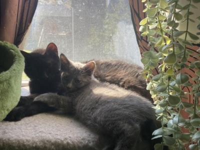 Luna - Domestic - Gallery Photo #1