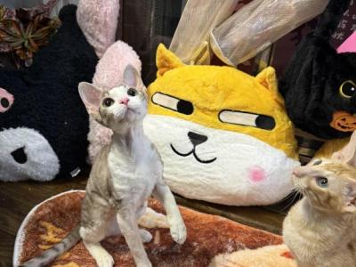 Kk - Devon Rex - Gallery Photo #1