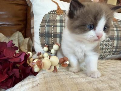 Dolce & Solomon - Ragdoll - Gallery Photo #1