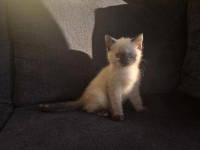 Coco - Domestic - Gallery Photo #1