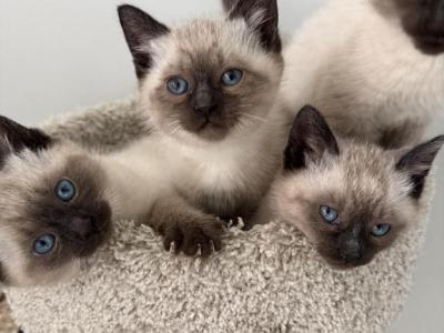 Siamese Female - Siamese - Gallery Photo #1