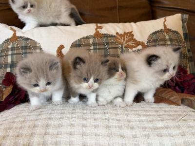 Majesty & Solomon Boys - Ragdoll - Gallery Photo #1