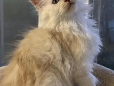 Gorgeous Male Maine Coon - Maine Coon - Gallery Photo #1