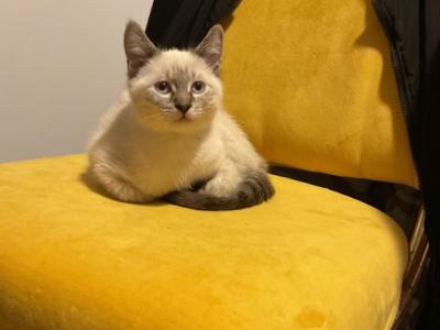 Awesome Lilac Lynx Points - Balinese - Gallery Photo #1