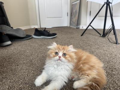 DollyXJasper - Persian - Gallery Photo #1