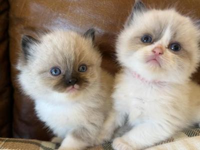 Majesty & Solomon Girls - Ragdoll - Gallery Photo #1