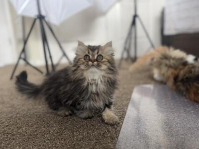 Dolly&Jasper - Persian - Gallery Photo #1