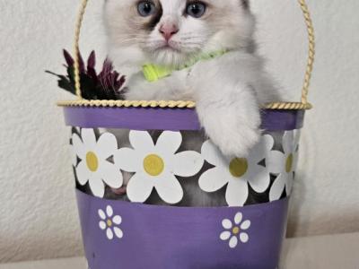 Toffee - Ragdoll - Gallery Photo #1