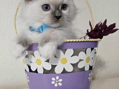Angel - Ragdoll - Gallery Photo #1